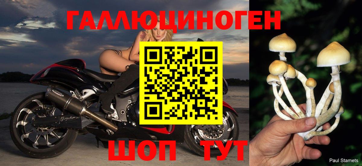 Галлюциногенные грибы Psilocybe Новочебоксарск